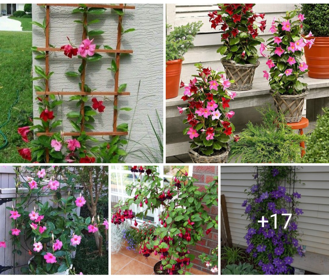 Garden design ideas 